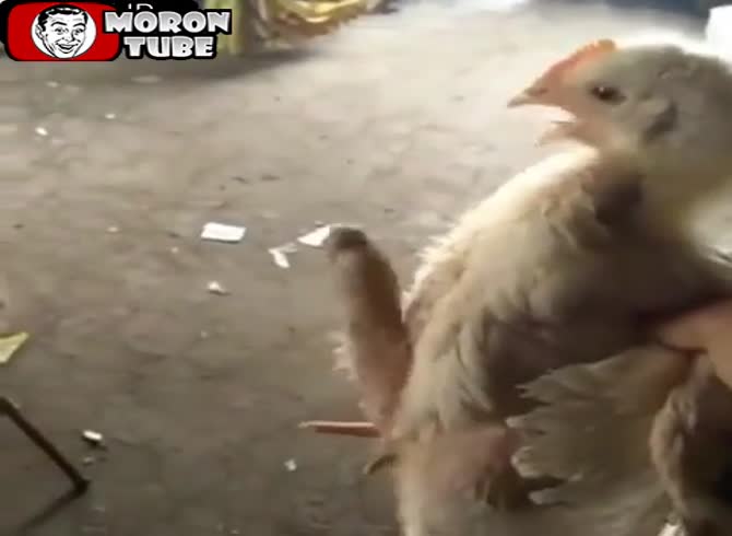 Video :Washington - The size of this chicken's penis is undoubtedly equal to yours